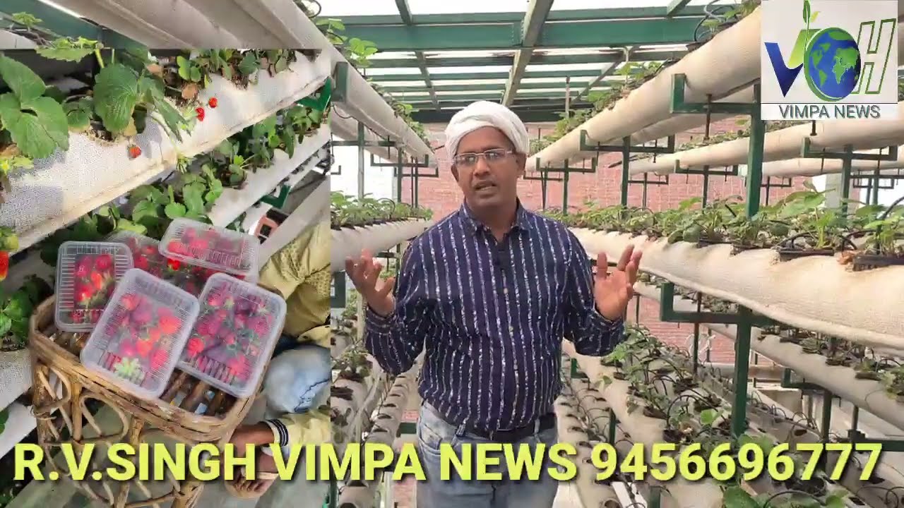 #hydroponics VIMPA NEWS R.V.SINGH VIMPA ORGANIC,HYDROPONIC,V.R. RESORT&RESTAURANT A UNIT OF VR FARMS
