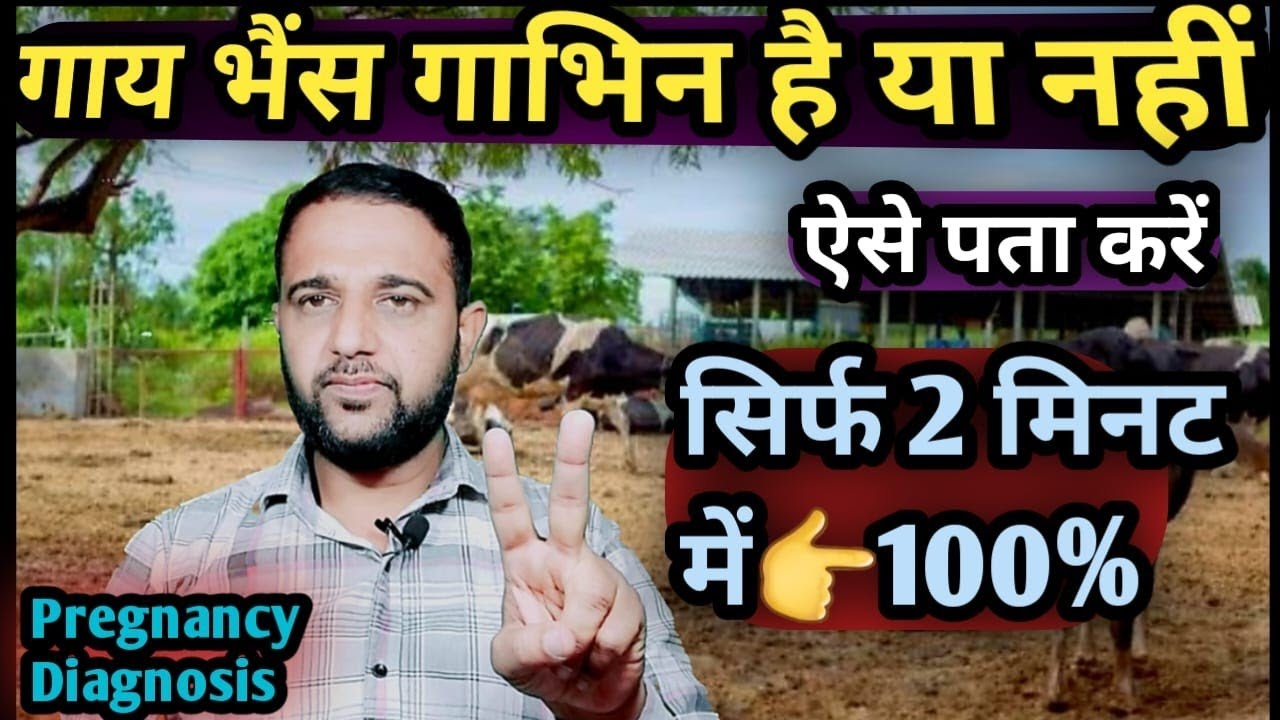 गाय भैंस गाभिन है या नहीं ऐसे पता करें👉सिर्फ 2 मिनट में Pregnancy Diagnosis Cow Buffalo 