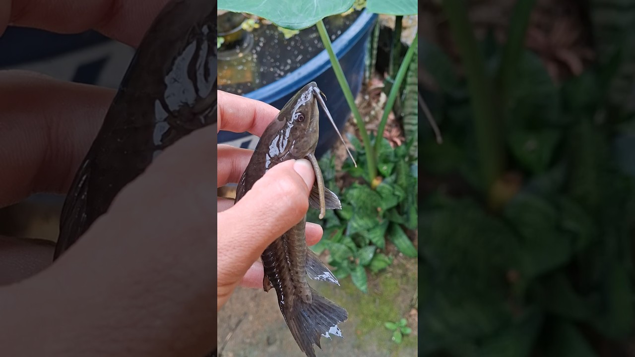 'Soltando o Tamboat&aacute;  no reservat&oacute;rio  (Hoplosterum littorale) 🐟  #peixesdebrejo #fish #pesca
