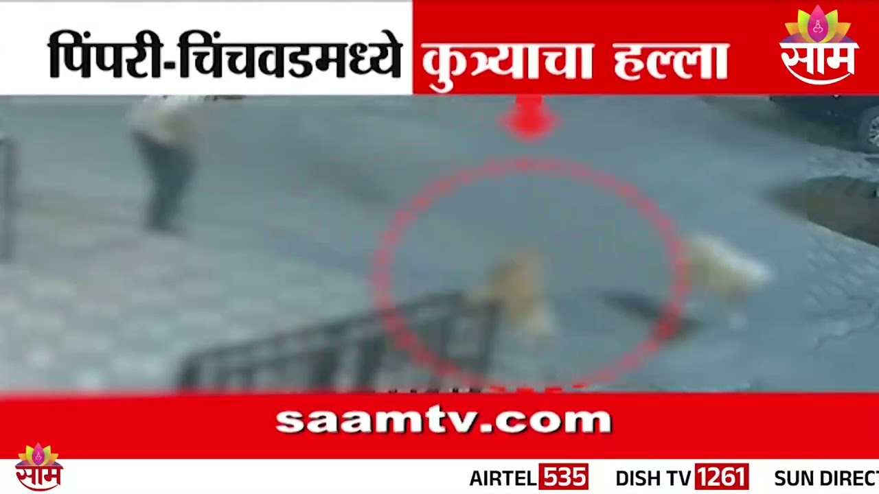पिंपरी चिंचवडमध्ये भटक्या कुत्र्यांचा हल्ला! | Pimpri Chinchwad Stary Dog News