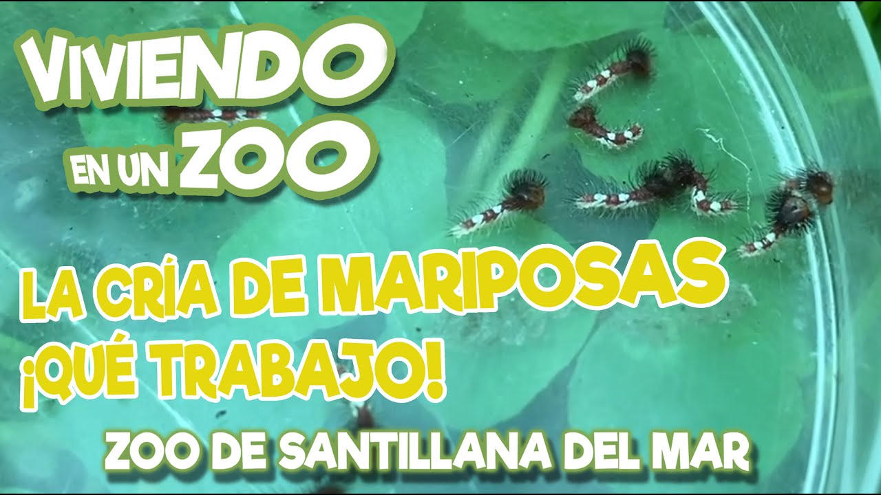 La cría de mariposas ¡Qué trabajo!