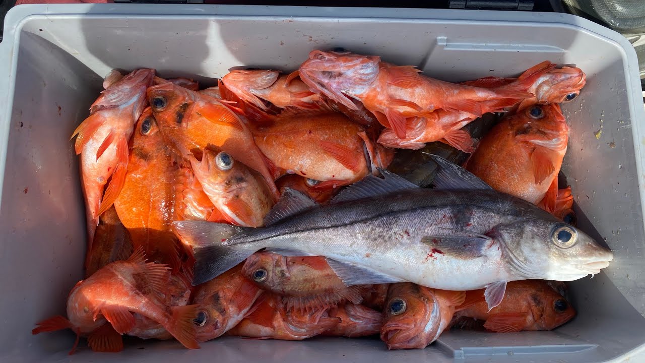 Redfish, Haddock and Cusk aboard the Eastman's Fishing Fleet! (2024 New Hampshire Party Boat Trip)