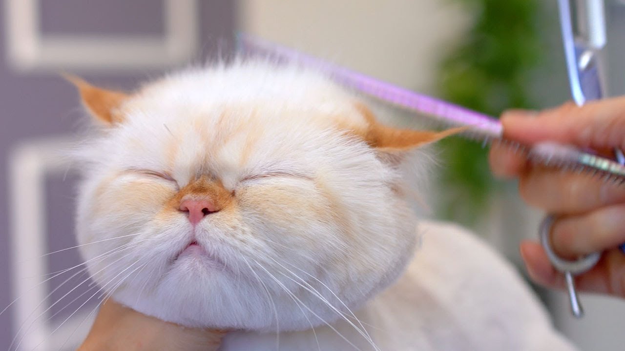 Этот котенок становится еще милее, когда открывает глаза!! 😻🛁✂️❤️