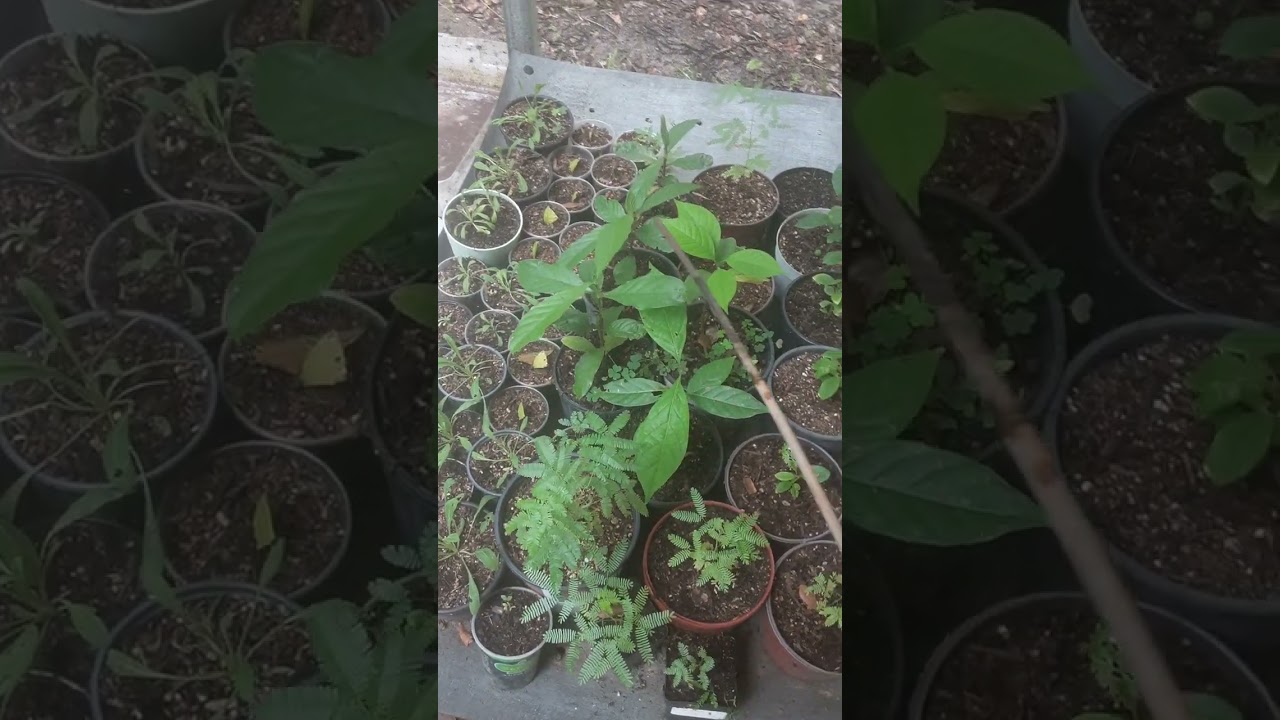 Chacruna, Caapi, Mimosa Hostilis, African dream root