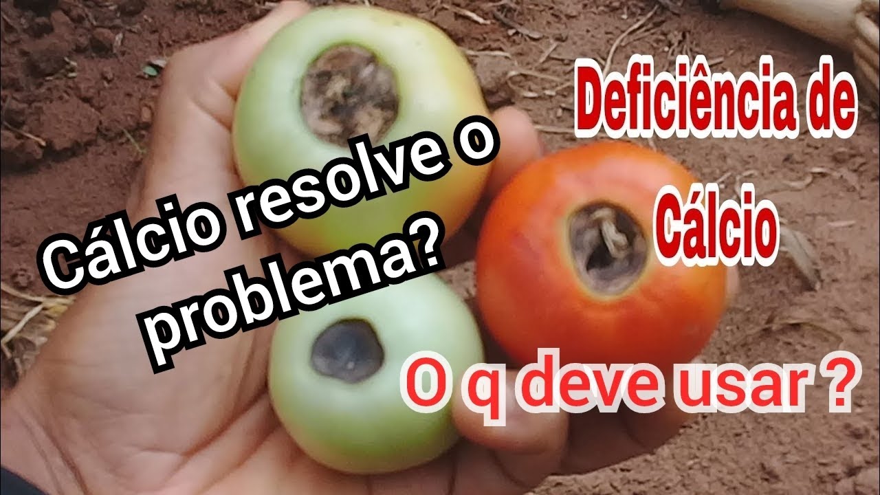 Fundo preto,(Podridão epical).como resolver? Posso usar calcário?#tomate#tomato #colheita #fascinio