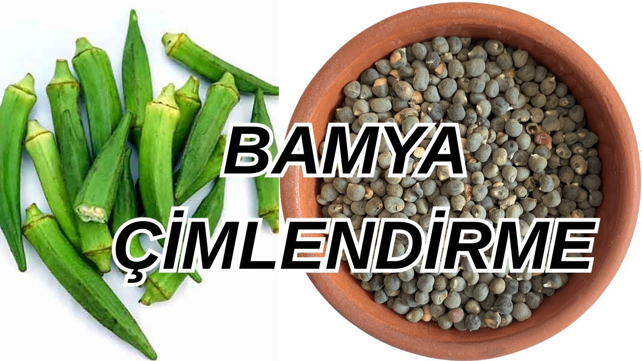 En Hızlı Bamya Çimlendirme Yöntemi! Bamya Ekimi Nasıl Yapılır?