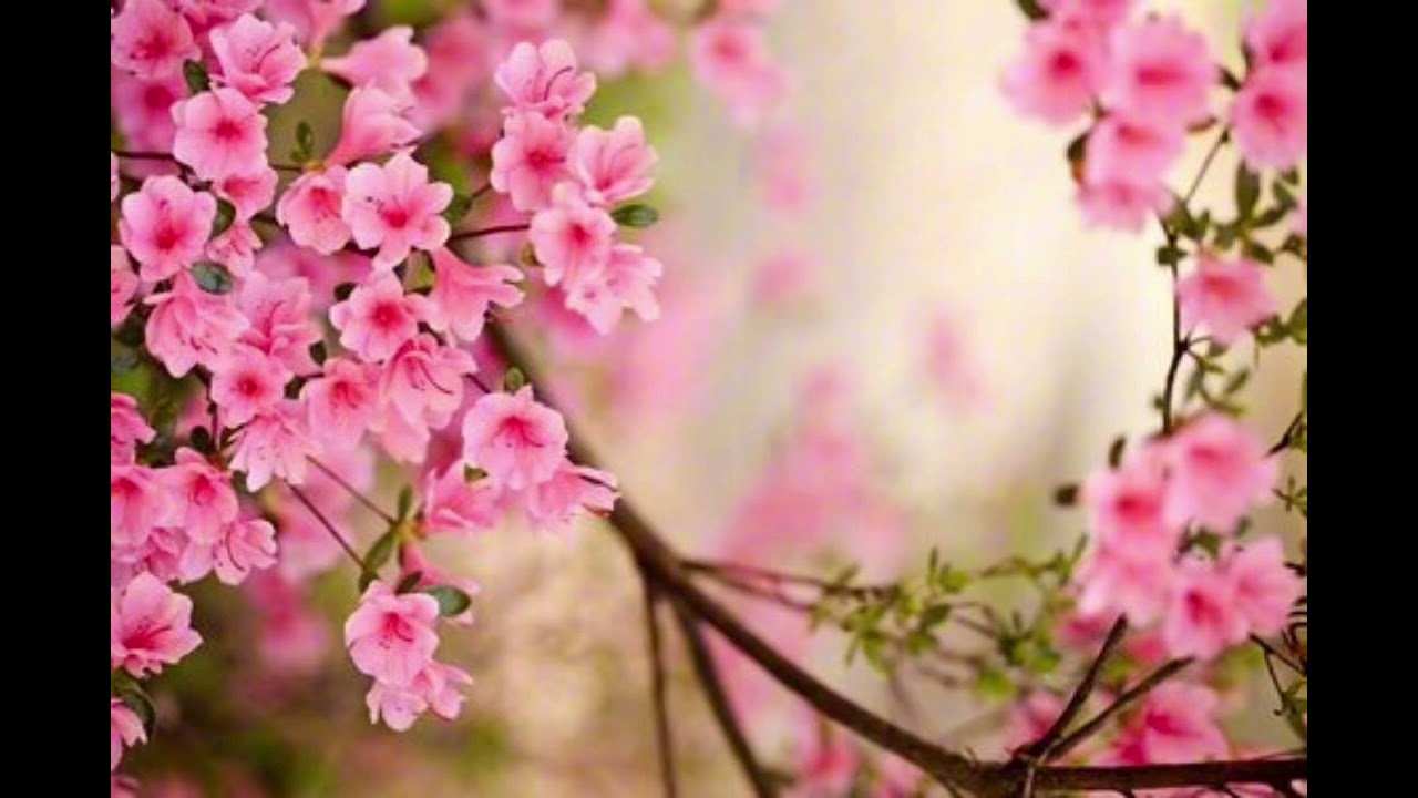 NẺO BÌNH AN - Thơ: Hoàng Sô