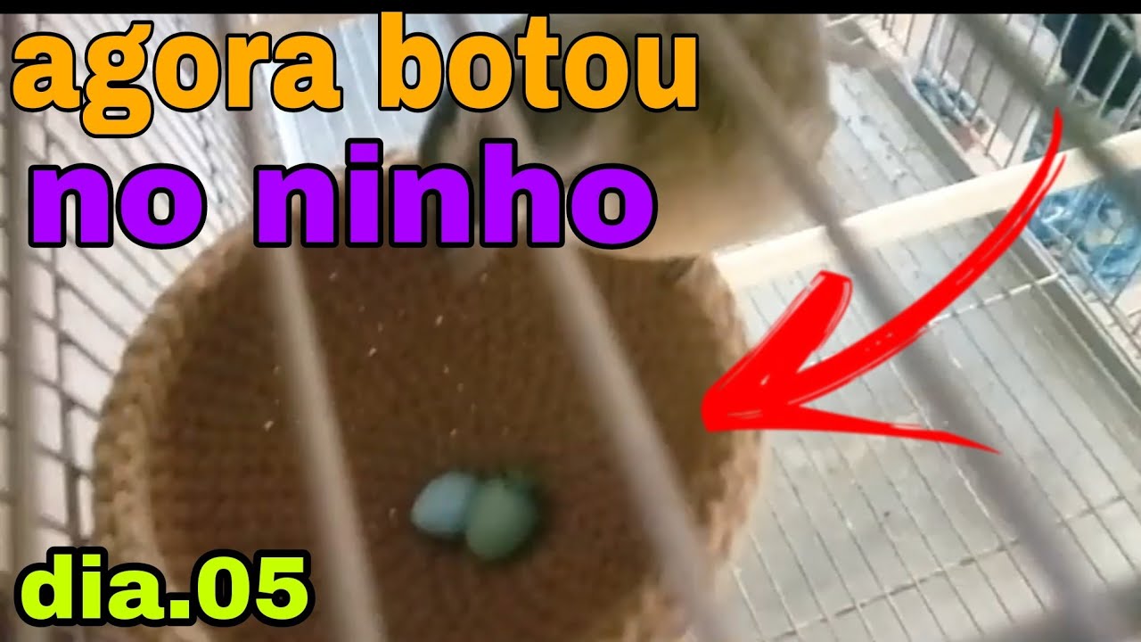 Trinca-ferro Resultado Do Manejo Reprodução Ao Vivo