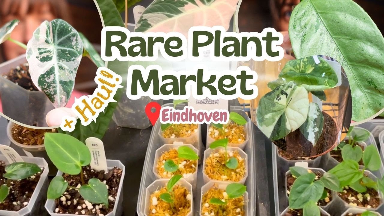 Rare Plant Market in Eindhoven + Plant Haul 🌿