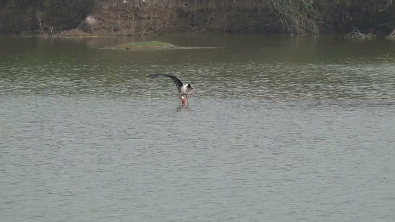 Painted stork