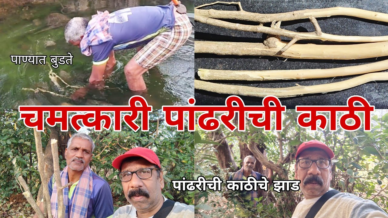 चमत्कारी पांढरीची काठी पांढरीची काठी एक फायदे अनेक ही पांढरी काठी कोकणातच