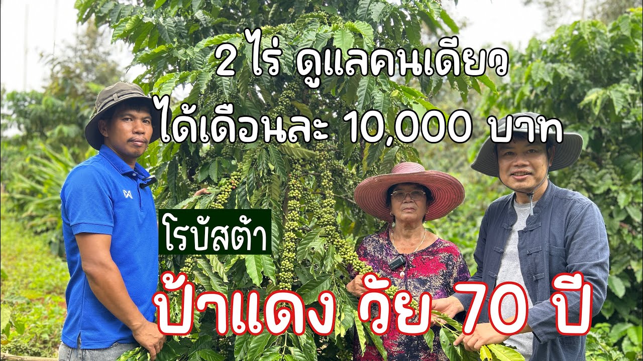 ป้าแดง วัย 70 ปี ปลูกกาแฟ ดูแลเอง 2 ไร่ รายได้ 10,000 บาทต่อเดือน
