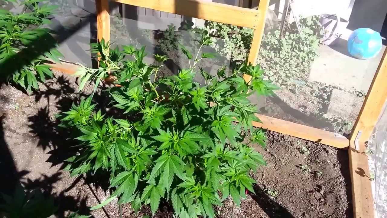2013 outdoor medical cannabis project June 27
