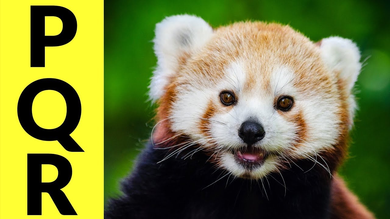 Animals Starting with P & Q & R - Learn Animal Words That Start With Letters P, Q, and R