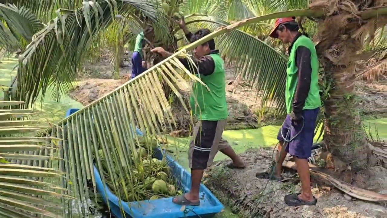 น้ำสำคัญกับมะพร้าวอย่างไร