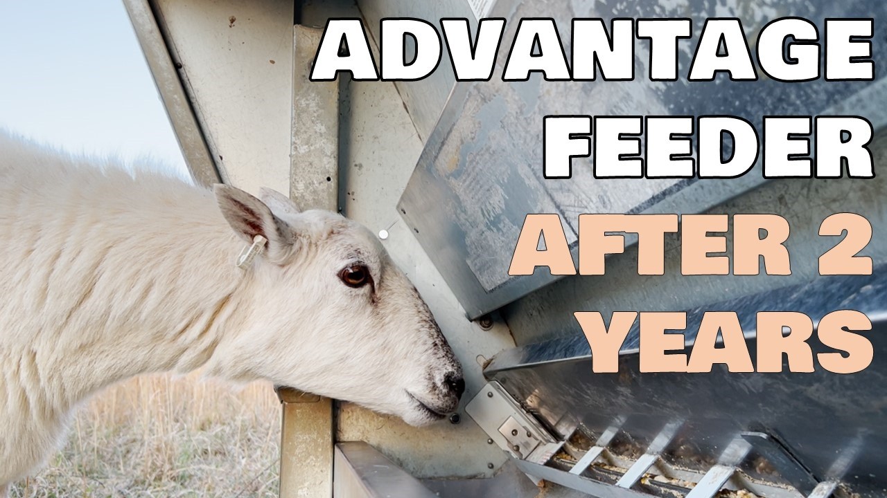 Кормушка для овец Advantage Sheep Feeder 1200 | После 2 сезонов