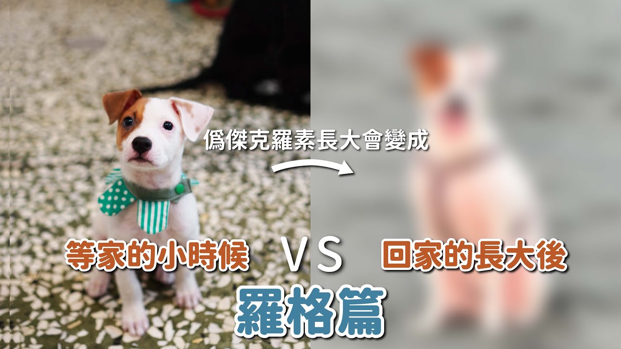 等家的小時候VS回家的長大後-羅格篇