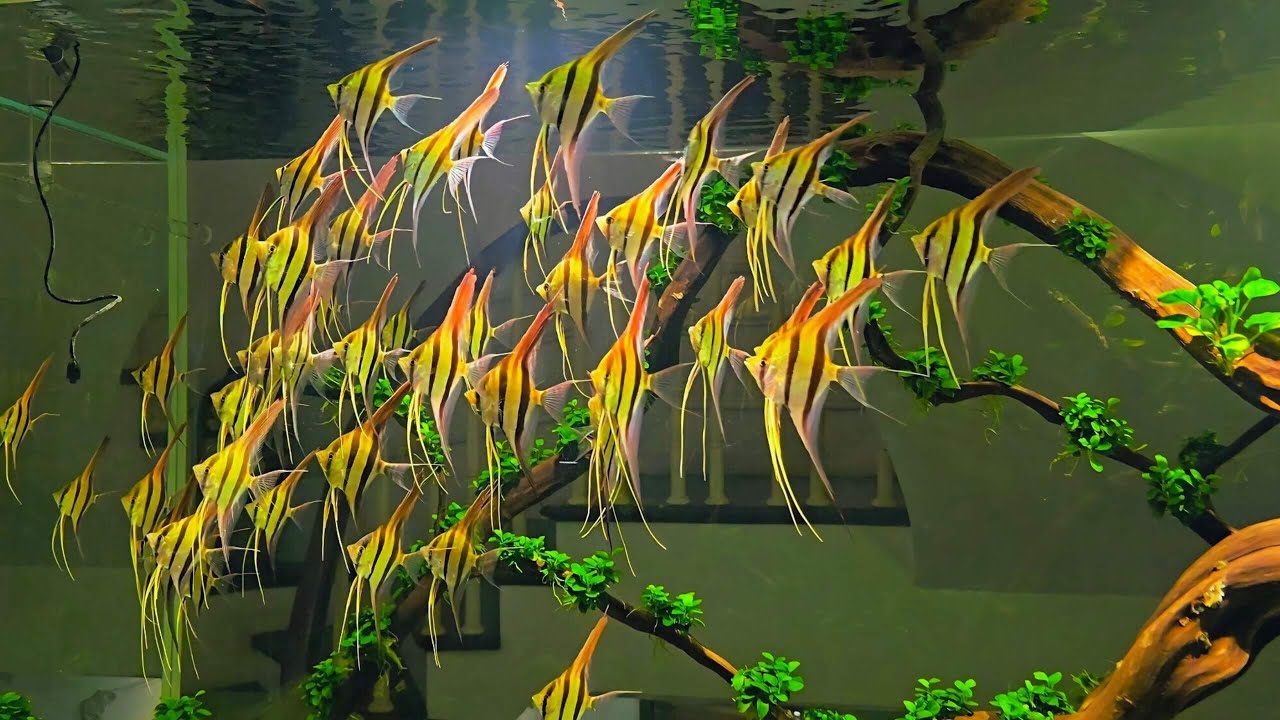 A Beautiful Wall of Angelfish in a Stunning Aquascape