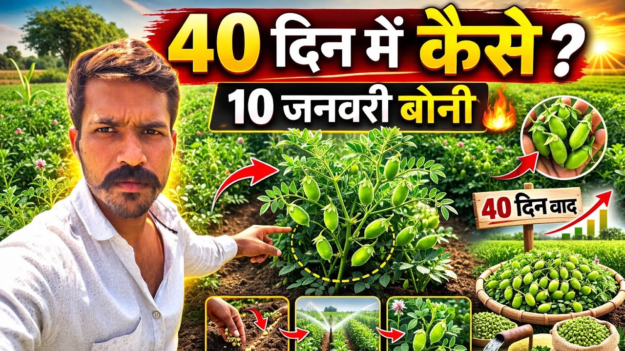 40 दिन में चने की फसल कैसे तैयार हुई? 10जनवरी बोनी का सच| किसान की मेहनत