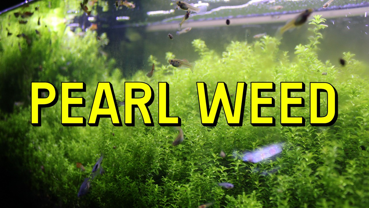 Pearl Weed Live Aquarium Plant Complete Guide