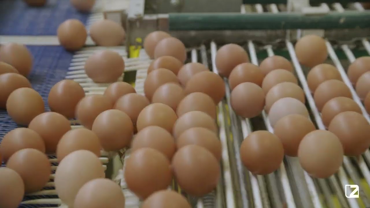 Unlocking Efficiency in Poultry Farming: The Power of LAYER CAGES BATTERY Systems 🐔🔋