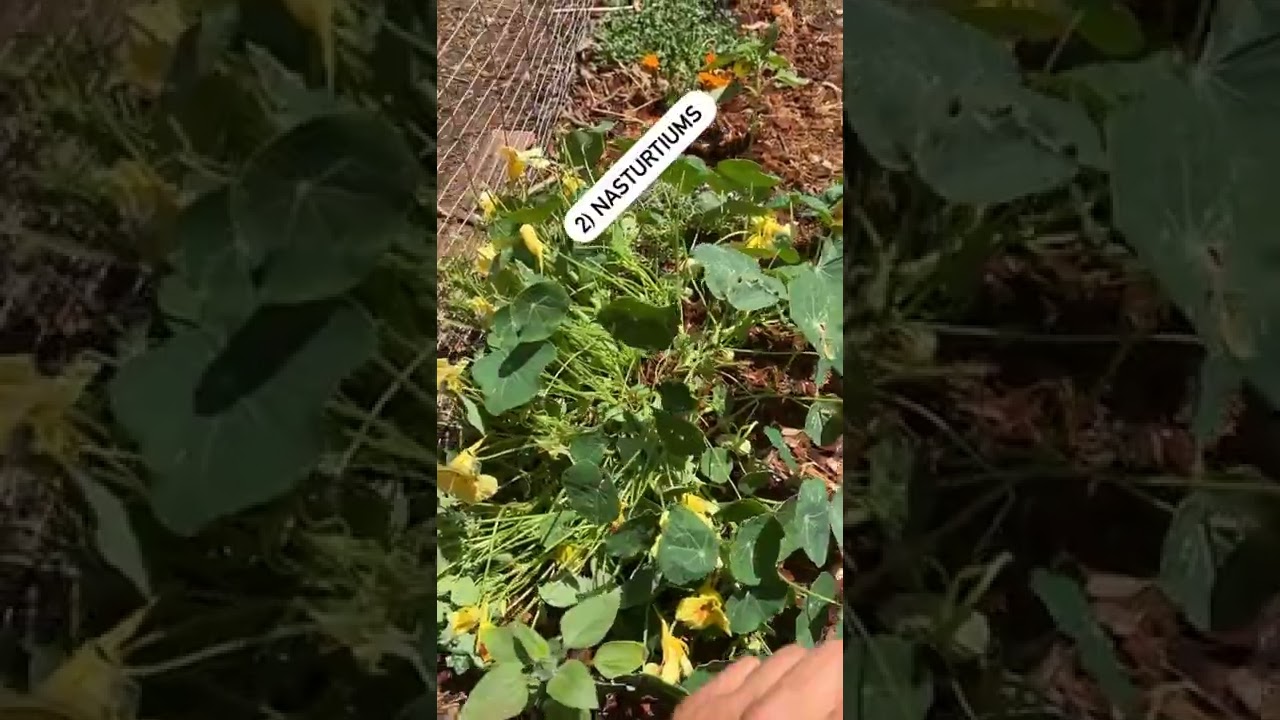 Three Plants my chickens go NUTS for!