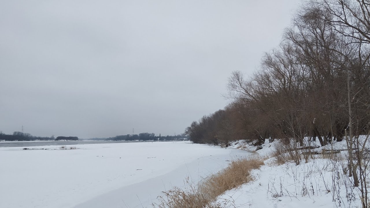 Czy wyjście na grzyby zimowe ma sens w mrozy? Wypad do lasu łęgowego po uszaki bzowe.
