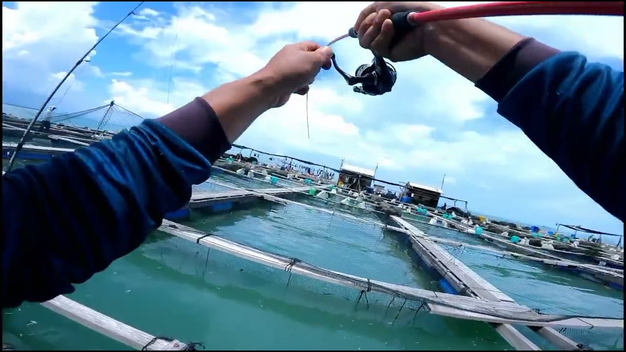 GASAK DURI GOH SENANGIN MERAH KERAPU | SANGKAR KUALA GULA PERAK
