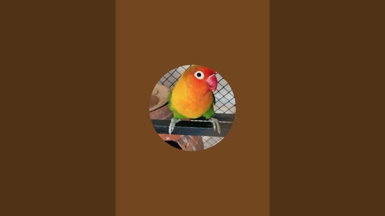 Parrot World is live