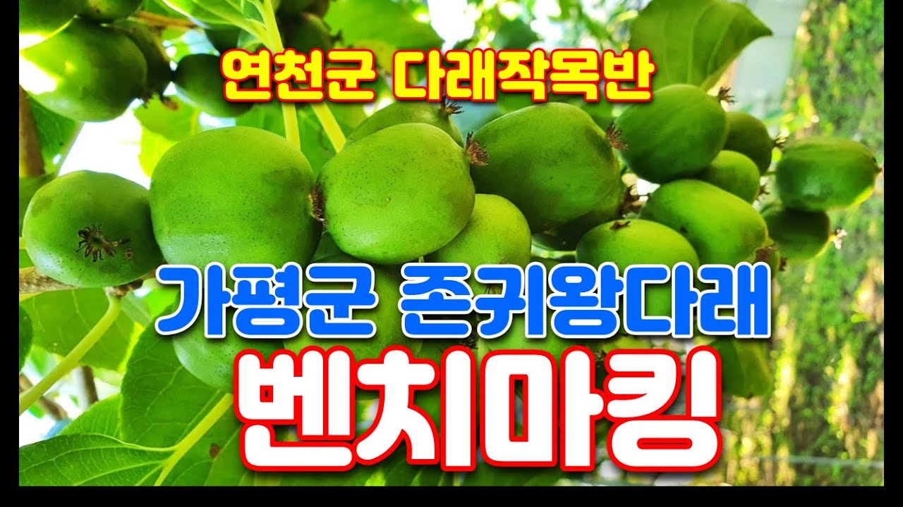 연천군 다래작목반, 가평군 다래 신기술 벤치마킹