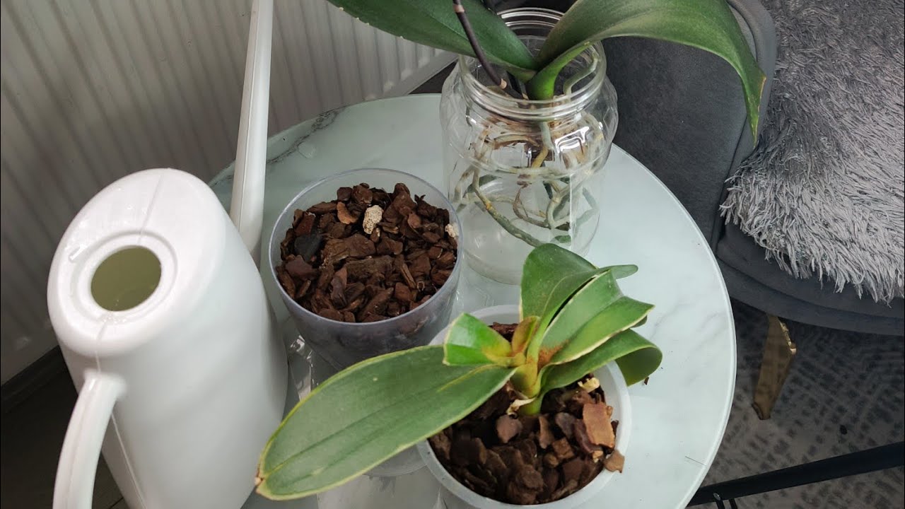 Hasarlı orkideye nasıl bakım yapılır? Orkide bakımı #keşfet #orkidebakımı #plants 