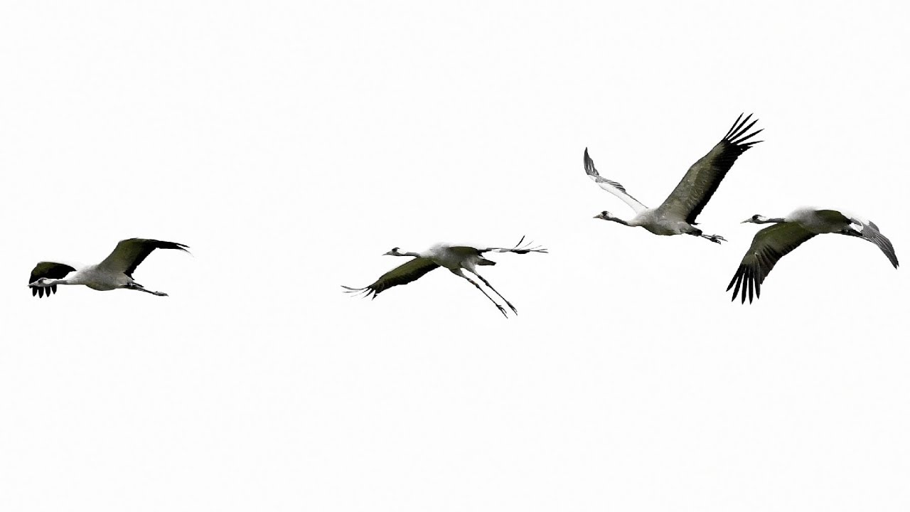 Amazing sight and sound of wild Cranes on the Somerset Levels!