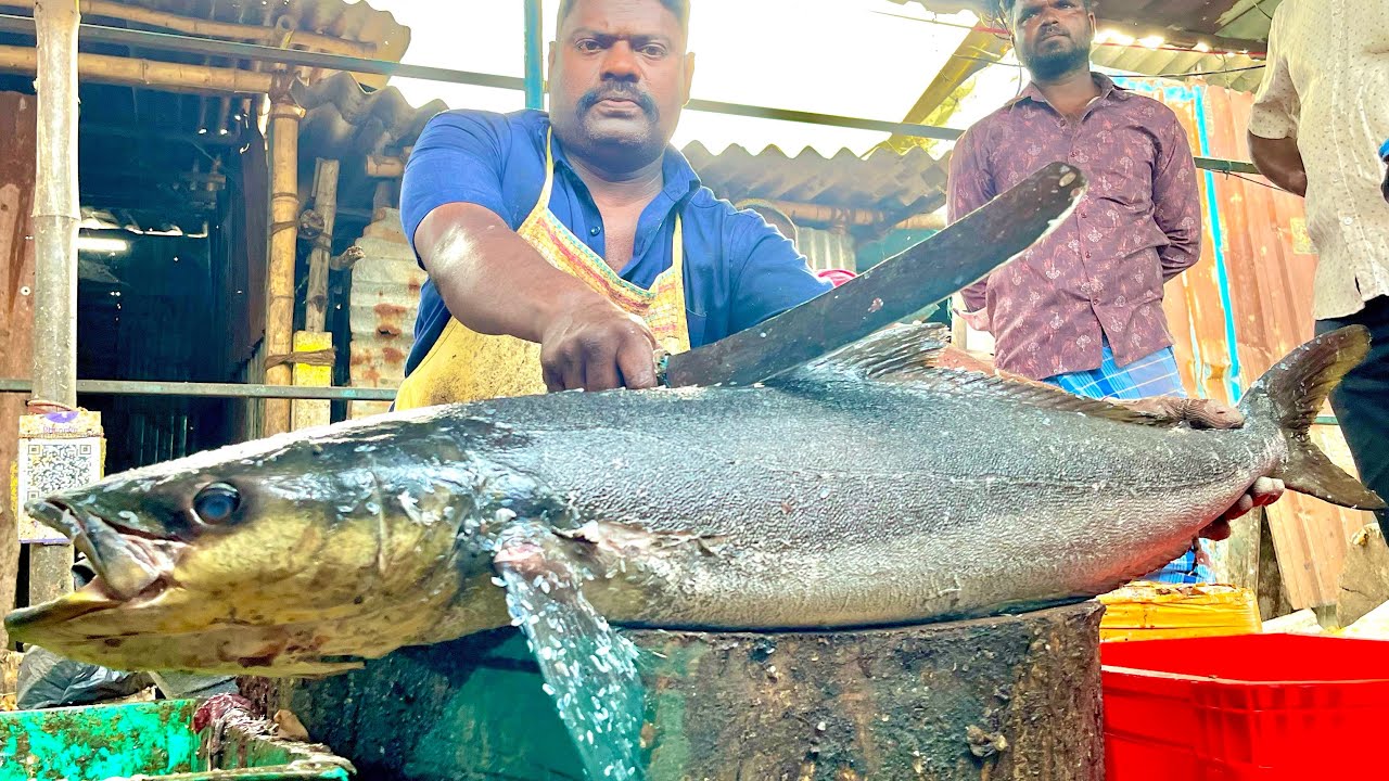 KASIMEDU SPEEDSELVAM BIG SIZE BROWN COBIA FISH CUTTING VIDEO #kasimeduselvam #fishcutting 