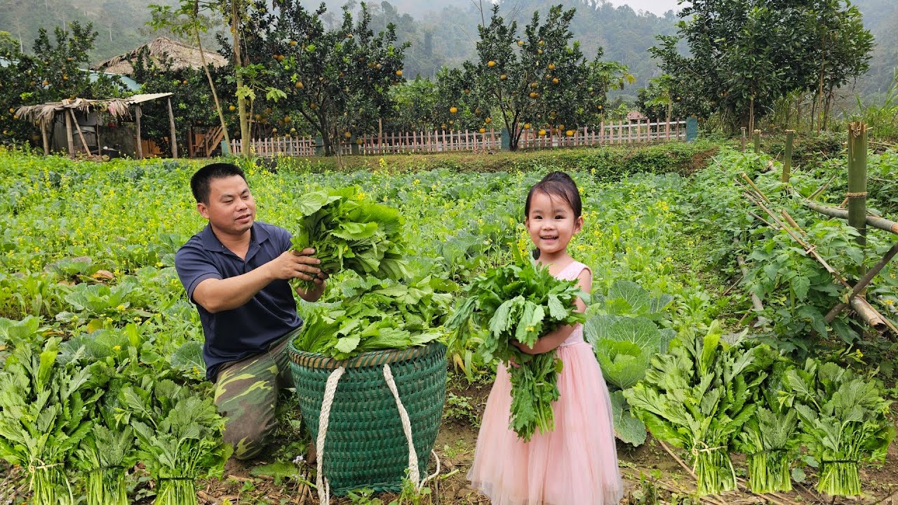Harvesting vegetable garden goes to the market sell - Weeding the vegetabe garden