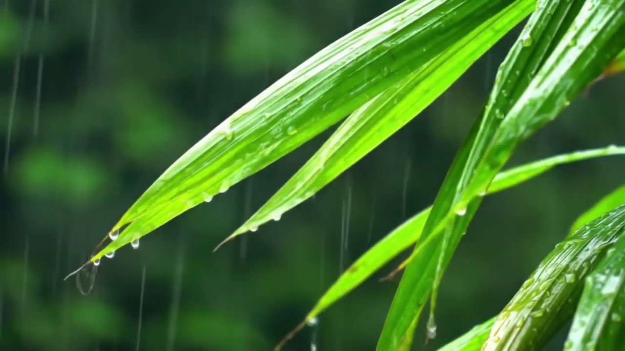 Relaxing Music Silent Garden Morning
