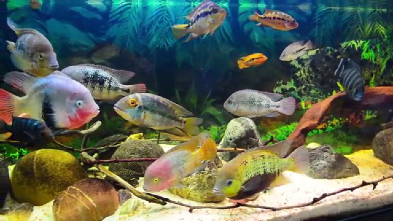 (HD)American Cichlids Community Tank update 31.12.2015