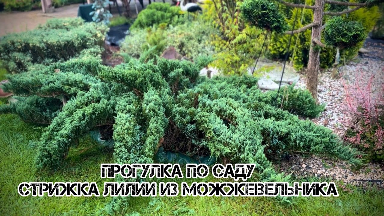 Прогулка по саду. Как сделать лилию из можжевельника…