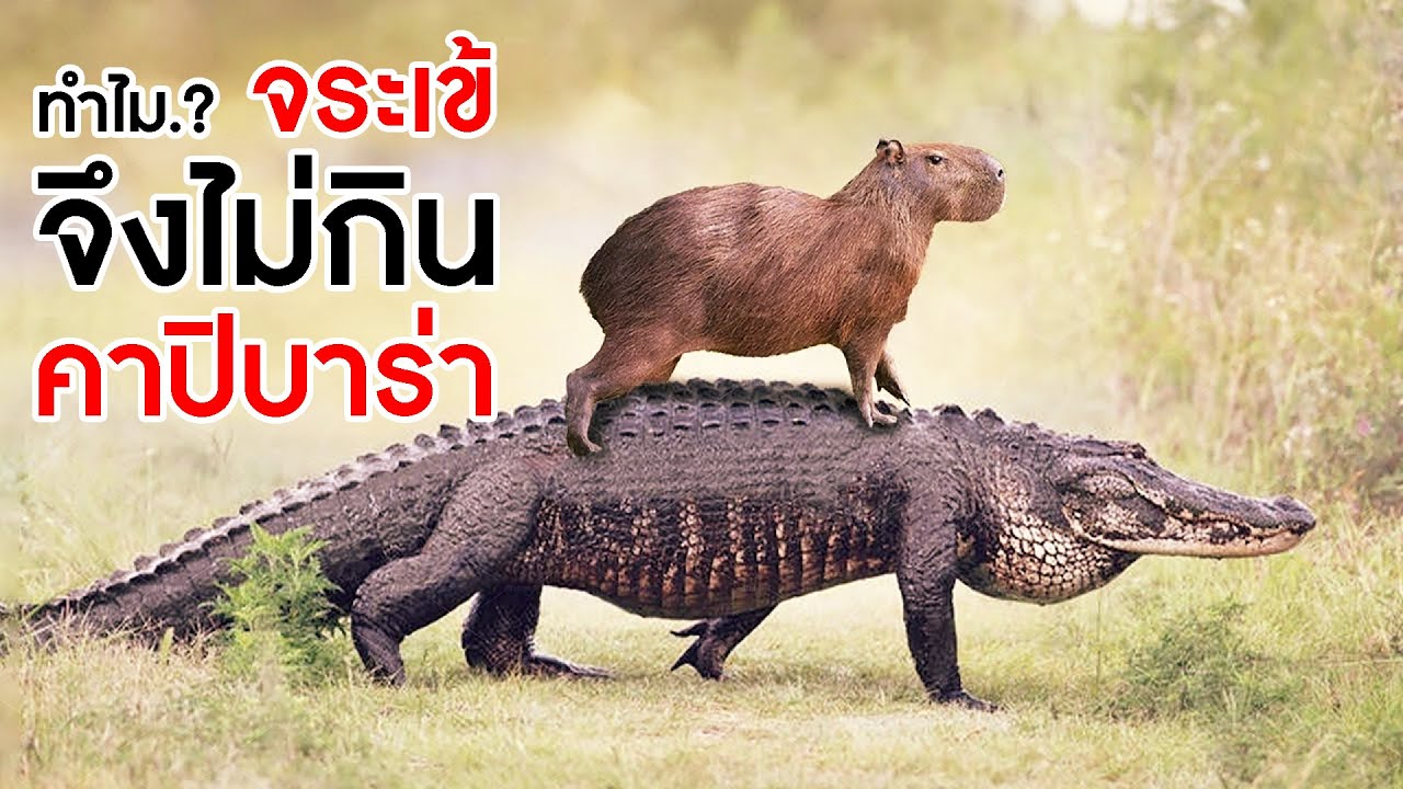 ทำไม? ‘จระเข้’ จึงไม่กิน ‘คาปิบาร่า’