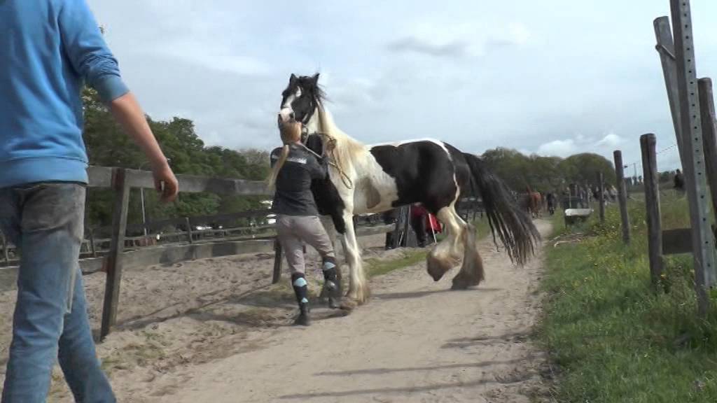 BLIJE PAARDEN