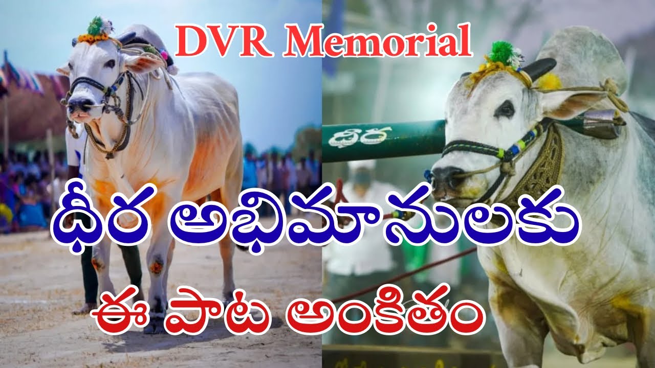 DVR మెమోరియల్ | ధీర Full Song | మన ఒంగోలు గిత్తలు |  
