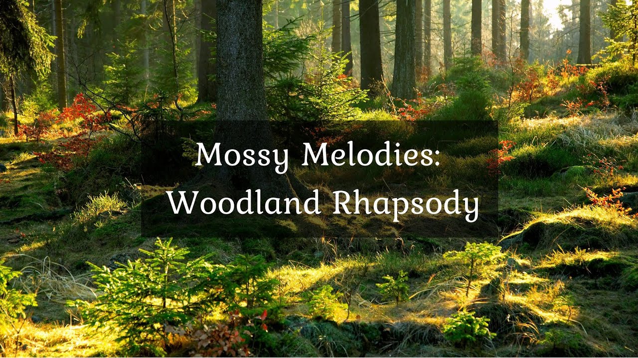 [] Mossy Melodies: Woodland Rhapsody &bull; 4k Video UltraHD