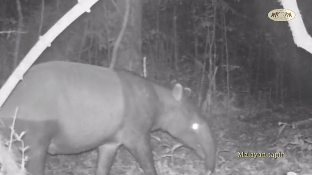 Endangered Malayan tapir, Asian black bear and many other species on our camera traps
