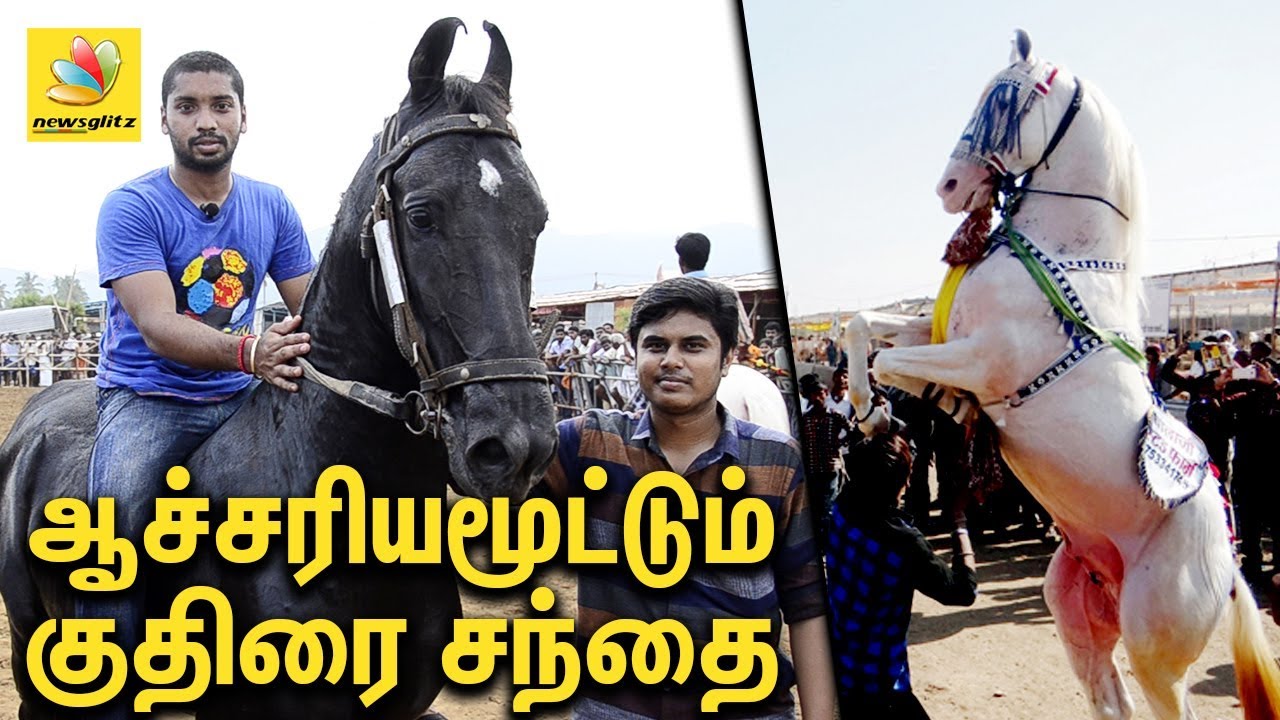 ஆச்சரியமூட்டும் அந்தியூர் குதிரை சந்தை | Anthiyur Gurunathaswamy Temple Festival 2017 | Latest News