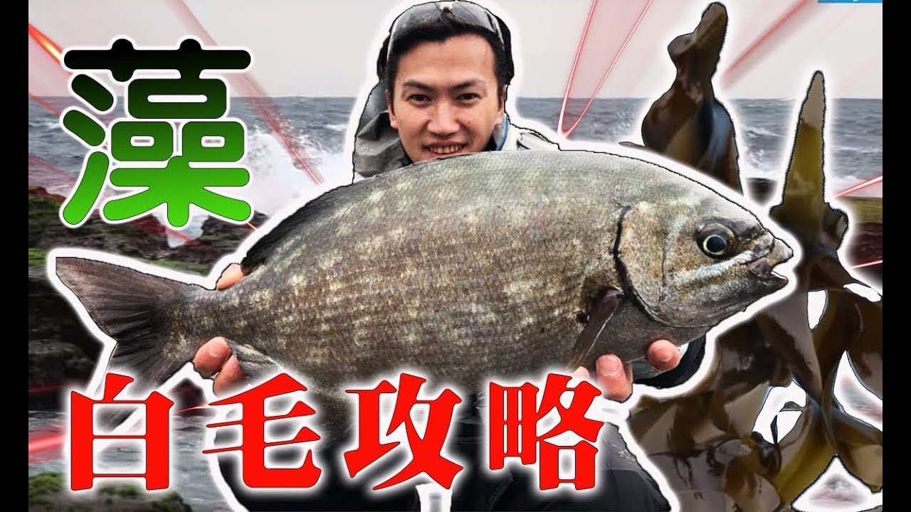 用海草也能釣到大魚? 基隆特殊東北角藻餌磯釣解析 狙擊巨大白毛 Kyphosus cinerascens 漁樂爽報  (Fishing Fun News)  【釣魚】第一集 中文字幕日本語 翻訳