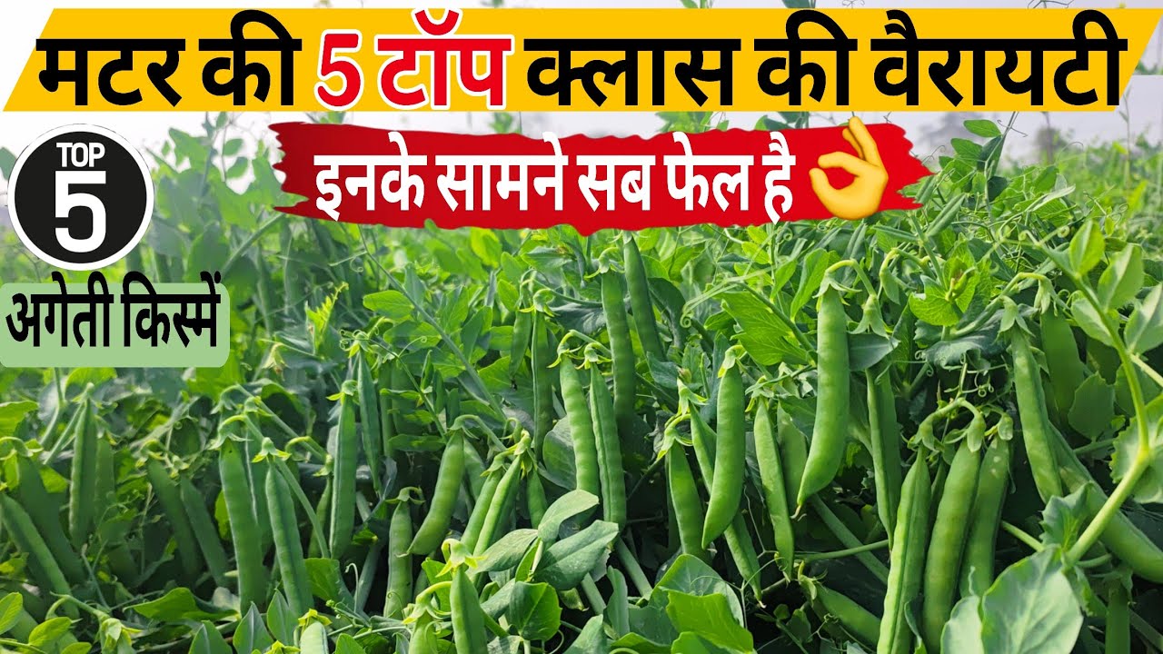 Matar ki top 5 variety | मटर की टॉप वैरायटी🫛Matar ki best variety | अगेती मटर की खेती | Pea seeds