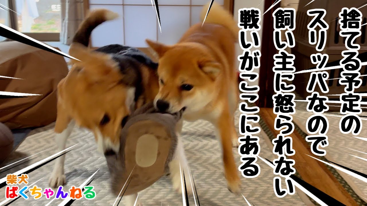 【春の陣】柴犬VSビーグル犬。冬用スリッパ争奪戦‼️