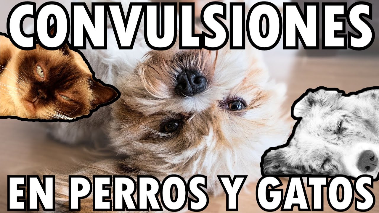 CONVULSIONES EN PERROS Y GATOS | Aprende todo sobre la EPILEPSIA canina y felina 🐶🐱