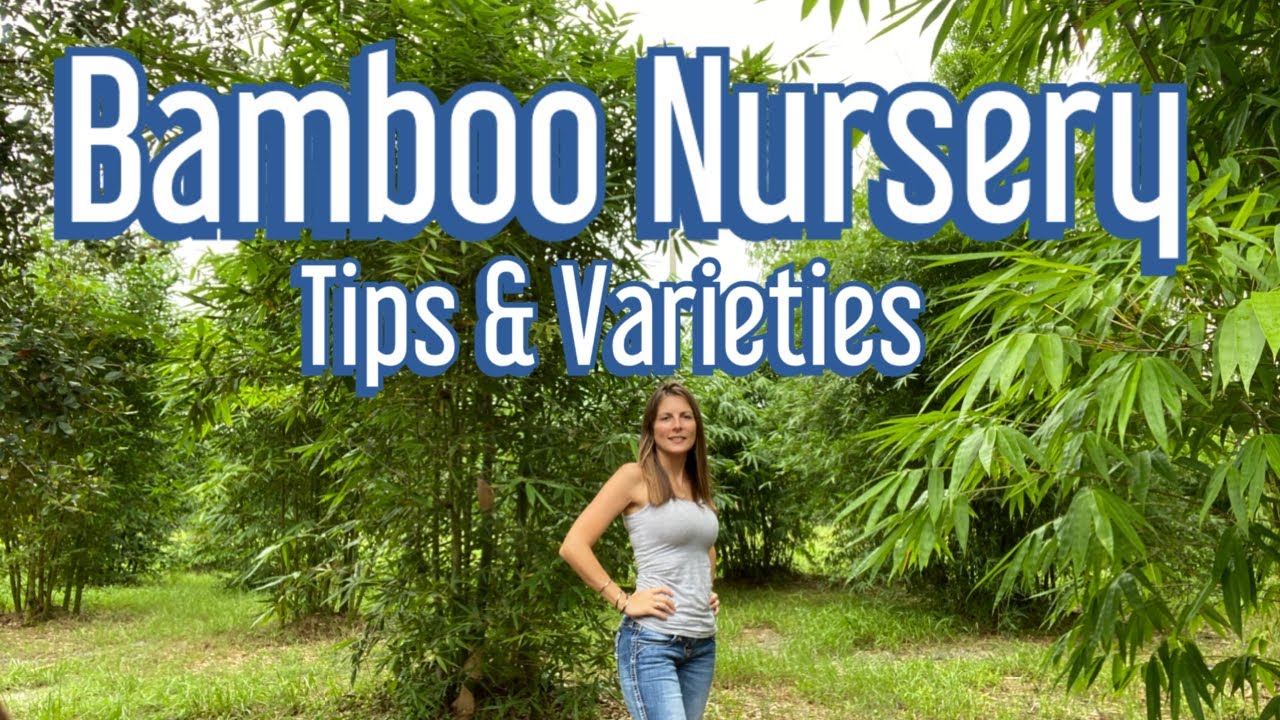 Bamboo Nursery of Sarasota