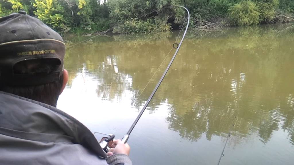 Carp fishing Bodrog folyo