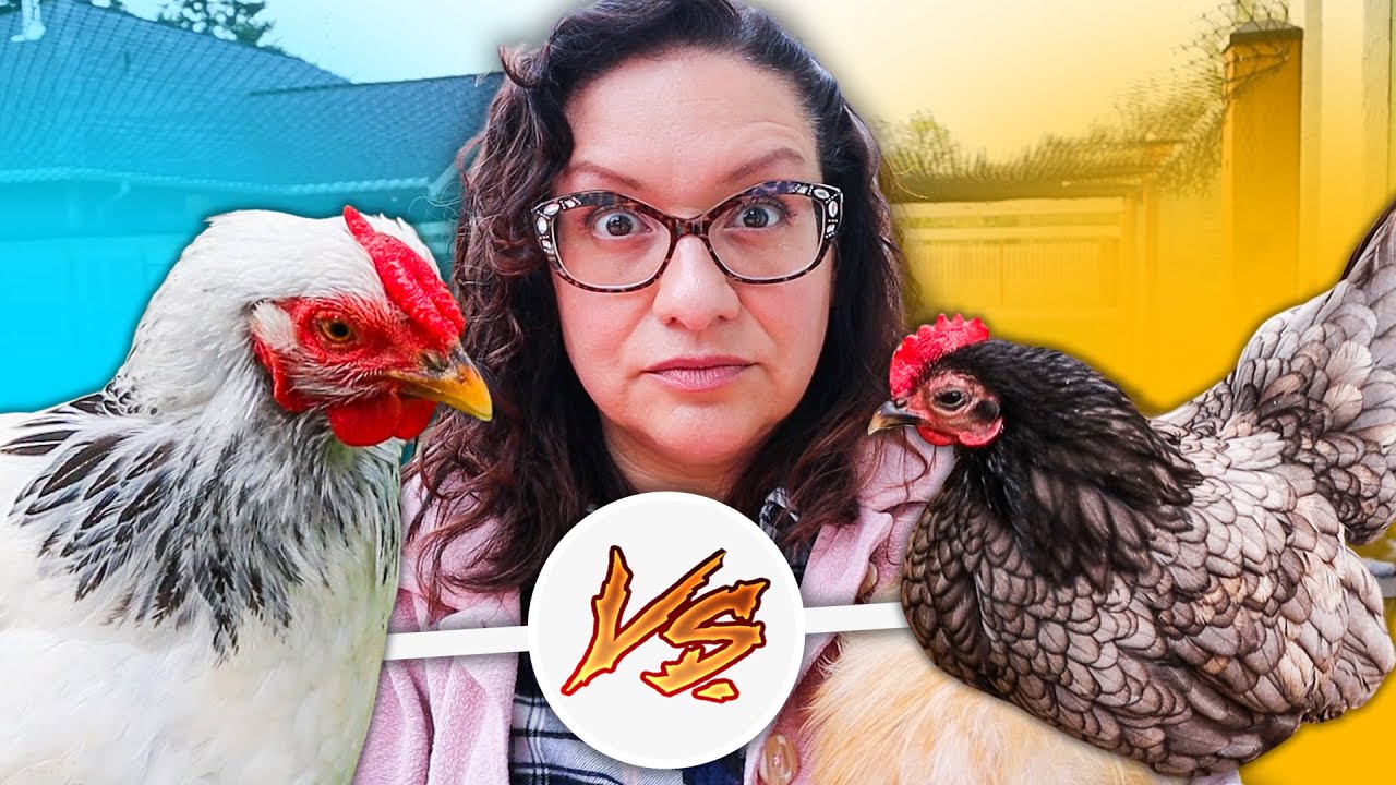 Bantams vs. Standards: ULTIMATE SHOWDOWN! 💥🥊🐔